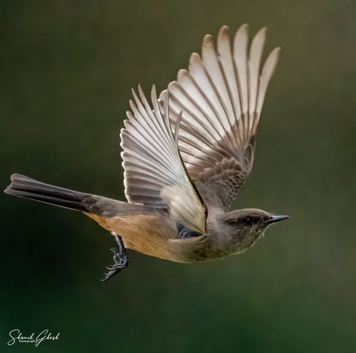 Say's Phoebe