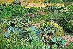 Marymoor Community Gardens photo (small)